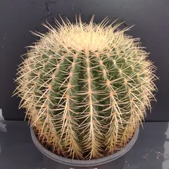 越冬済み 大株 9頭発根済み ウチワサボテン アメリカンハウス 金鯱