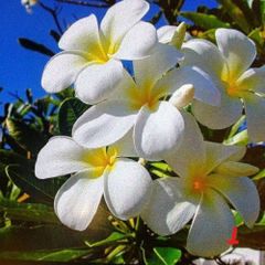 本物 ティーリーフ 100枚☆フラダンス用スカートやレイもリース腕輪