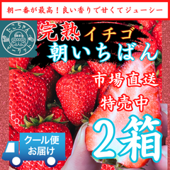 大粒中粒★甘いいちご☆朝取り完熟 愛媛県産 いちご　1500g　★3.4月限定★