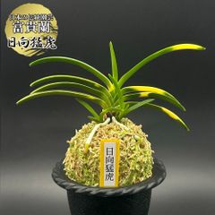 富貴蘭 風蘭 蘭 日向猛虎 ヒュウガモウコ 3本立 【現品】 t760 フウキラン フウラン 送料無料