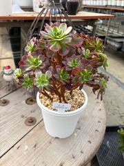 アエオニウム アンナ トロピカルガーデン 多肉植物