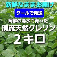 クールで発送 ２キロ 阿蘇の湧水で育った清流天然クレソン