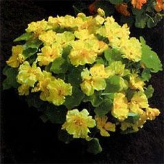 【花の種】ナスターチウム　レア  半八重～八重　ダブルデライトクリーム　20粒