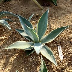 アガベ　アメリカーナ　マシュマロクリーム　23㎝　AGAVE