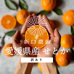 【産地直送】愛媛県八幡浜産【とろける果肉と濃厚果汁】せとか 3kg　※訳あり（大玉）