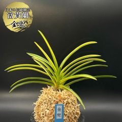 富貴蘭 錦織 2仔付き ルビー根 メルカリ便 - メルカリ