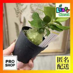 2025年最新】ヒドノフィツムの人気アイテム - メルカリ