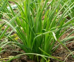 茶吉さんの専用ニラ苗 50本 家庭菜園 楽天市場】【てしまの苗】 ニラ苗 大葉ニラ 9cmポット : てしま