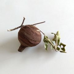 桐のつぼみ 付き小枝 桐の実 ドライフラワー 花材 - メルカリ