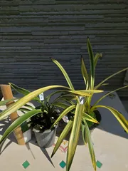 キンリョウヘン原種 常磐錦 花芽5付 決算！ポイント5倍！7/31まで】＜まもなく開花～開花 花芽1個