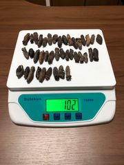 工場直売　関西産　A級品 乾燥赤なまこ  100g40本(計量時102g40本)