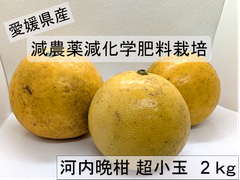 愛媛県産、減農薬、減化学肥料栽培、河内晩柑　2kg (超小玉）