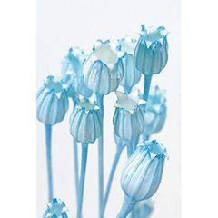 Item thumbnail for item ea08edcb-0e97-451b-a54d-599e6dabd8e0