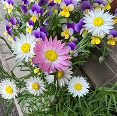 姫かいざいく（花かんざし）　種30粒