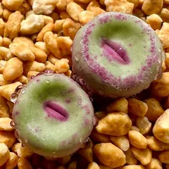 2025年最新】conophytum pageaeの人気アイテム - メルカリ