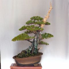 【引取り限定】 盆栽 ヤマモミジ 引取り限定】 盆栽 ヤマモミジ