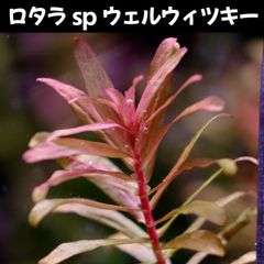 ロタラ sp ウェルウェツキー  2本 水中葉  送料無料