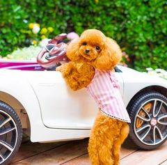 RIOSTUDIO 犬服 春夏 【日本初上陸】PEEKAPOODLE 一閲心田 デザイナーズ犬の服 ドッグウェア ペットウェア ストライプ柄【フリフリキャミソール】【ピンク】