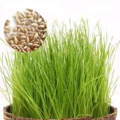 新品 チモシーの種（１袋） 牧草 栽培 家庭菜園 種子