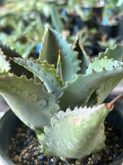 6SXZcLVij2m5ZAF5db2DkZ.jpg@jpg