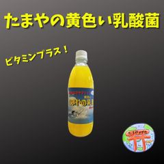 たまやの黄色い乳酸菌　１本