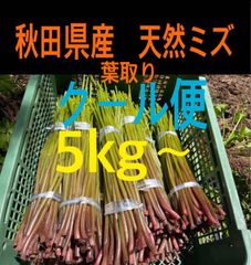 山形県産 コゴミ塩漬け 5kg(1kg×5袋) 塩蔵 こごみ 山菜 野菜 - メルカリ