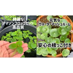 きれいなアマゾンフロッグピット5株+ウォーターマッシュルーム5本