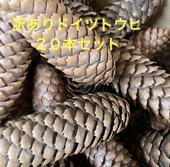 訳あり　北海道産ドイツトウヒ　長い松ぼっくり　12本