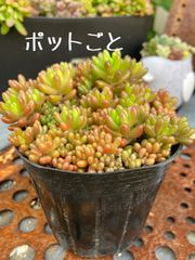 セダム♡ばら撒き虹の玉3号 ポットごと