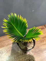金縁(金環)ソテツ　子付き 金環ソテツ | GREEN LUCK