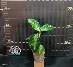 アグラオネマ 　ピクタム　トリカラー Aglaonema pictum tricolor
