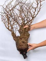 CP57 オペルクリカリア パキプス ベアルート株 CP57 オペルクリカリア パキプス ベアルート株 オペルクリカリア