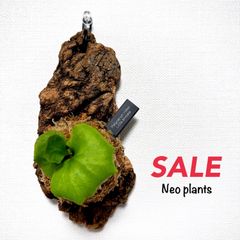 【Autumn sale‼︎ 4800円→3980円】リドレイ ビカクシダ 送料無料