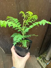 s2840 ジャカランダ　ミモシフォリアのサムネイル