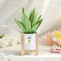 【在庫セール】3D鉢植え植物ポップアップカード サンキューカード ポップアップバースデーカード バースデーカード 父の日 母の日 Spiritz 記念日 バレンタインデー Paper ボスの日 植物のデスクデコレーション