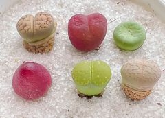 コノフィツム　リトープス 6種類セット  フルゲリ　マウガニー　多肉植物　メルカリ便