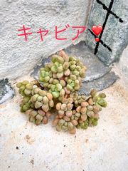 多肉本舗 - メルカリShops