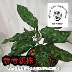 アグラオネマピクタムトリカラー ジャンビ産(出品2318) 植物/観葉植物