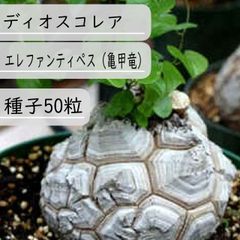 【種子】ディオスコレア・エレファンテイペス(亀甲竜) 種子50粒