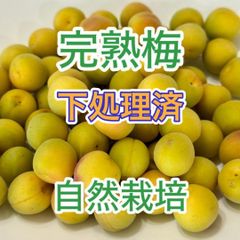 完熟ありが梅 梅干が簡単！約5kg（1.7kgx3袋） 無添加 1年でもカビない