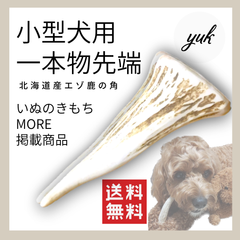 【送料無料】🐶小型犬用🐶一本物 先端🦌北海道産エゾ鹿の角🦌犬のおもちゃ🐕鹿の骨　B