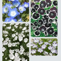 RS　ネモフィラ　種　9種 空色の花ネモフィラ栽培セット - 聖新陶芸株式会社｜栽培キット