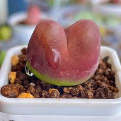 コノフィツム マウガニー 蟠桃 紅宝石 2.2㎝ 元気大苗 多肉植物 メルカリ便　B180