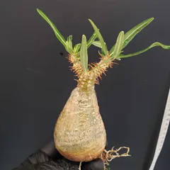 2025年最新】グラキリス 現地球の人気アイテム - メルカリ