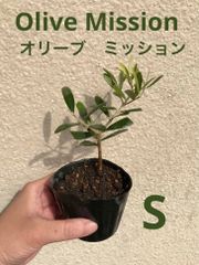オリーブ　ミッション　苗木　サイズS  約17cm