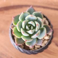 七福美尼　多肉植物　抜き苗