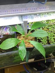 Homalomena sp. green from Bau Sarawak