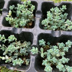 パープルヘイズ多肉植物