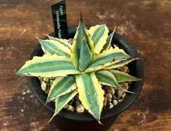 Agave/アガベ キシロナカンサ/フロストバイト 美株！ 発根済み 送料込み