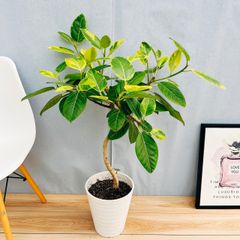［現品］R3  フィカス　アルテシマ　曲がり　8号　観葉植物　室内　ゴムの木　おしゃれ　かわいい  斑入り